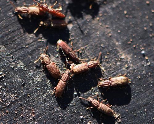 Oryzaephilus sp.